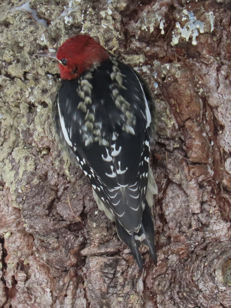 Red-breasted Sapsucker - ML613536399