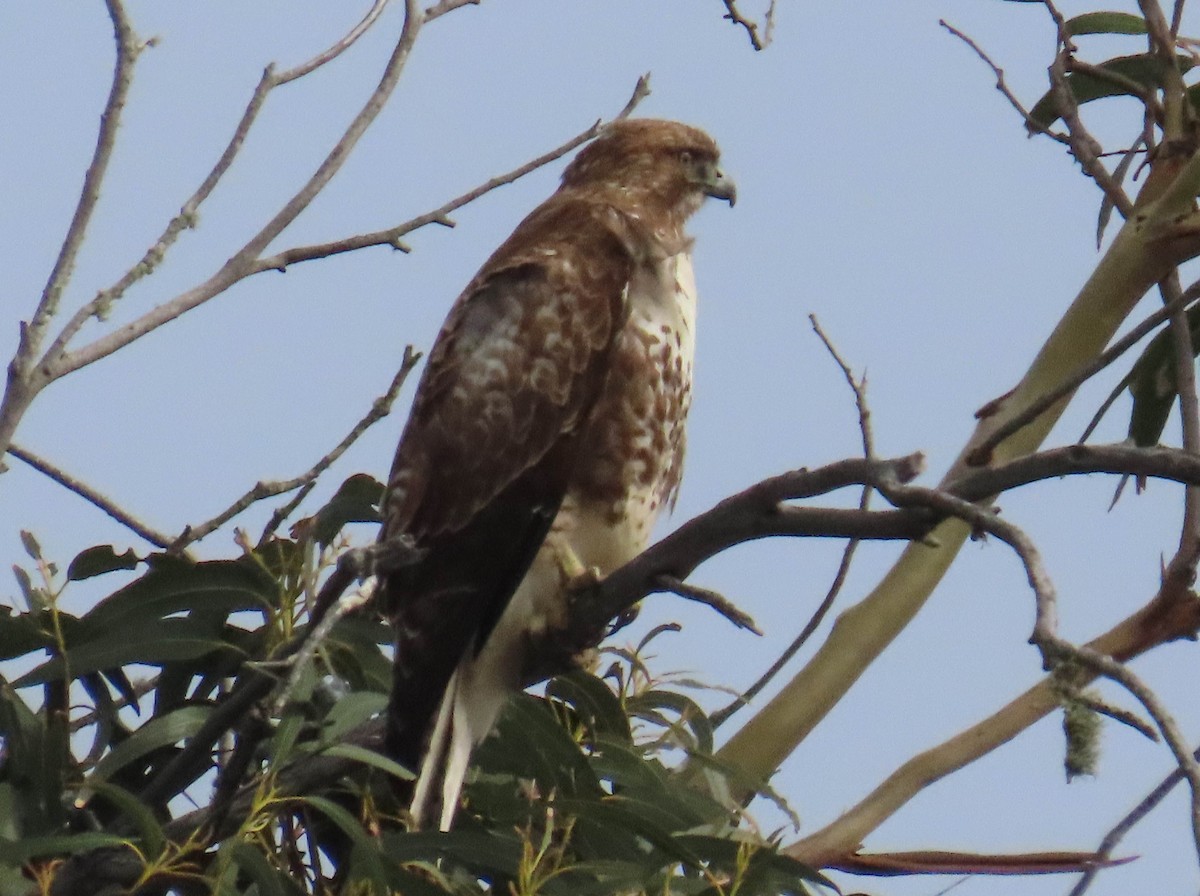Red-tailed Hawk - ML613536583