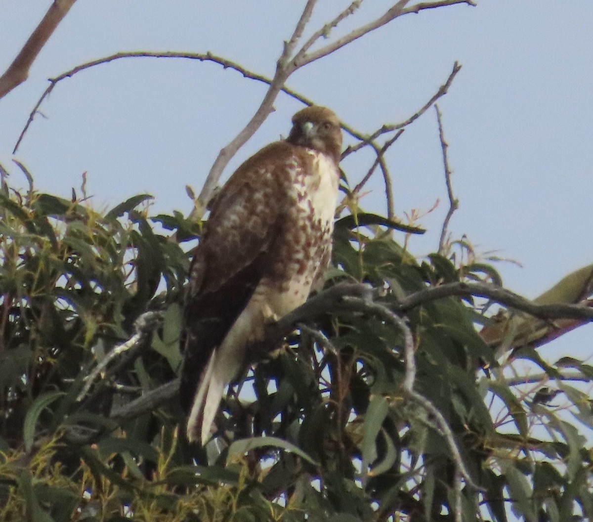 Red-tailed Hawk - ML613536584