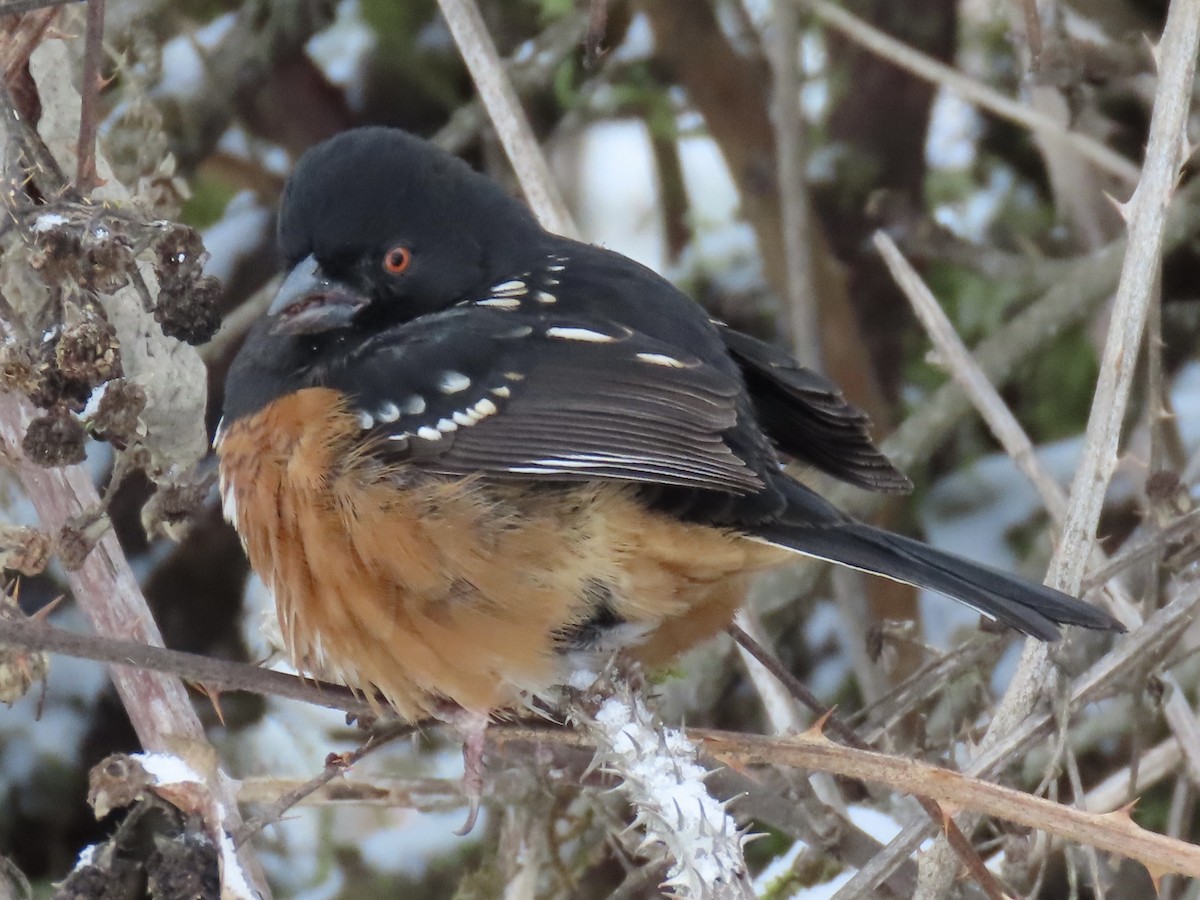 Spotted Towhee - ML613536586