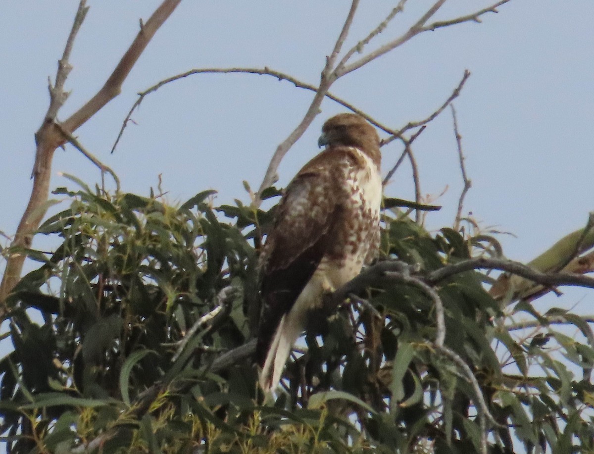 Red-tailed Hawk - ML613536587