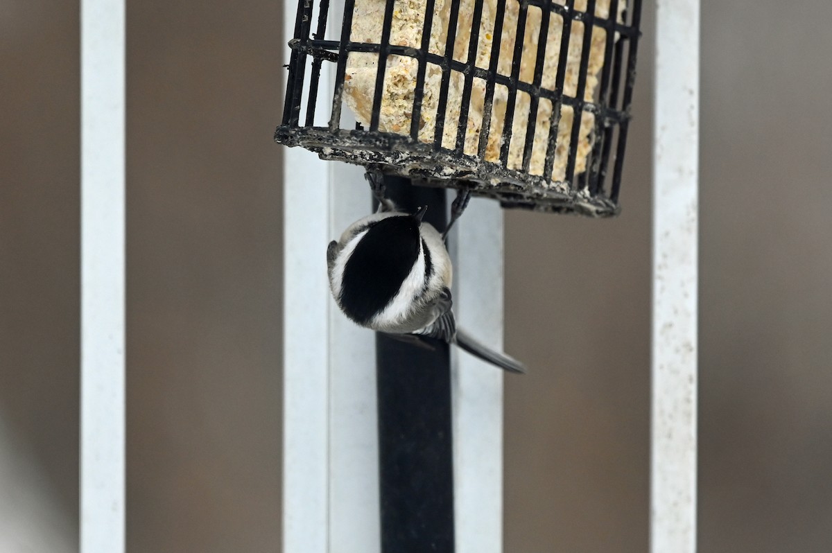 EBird Qu Bec Checklist 14 Jan 2024 Maison 3 Species   1200