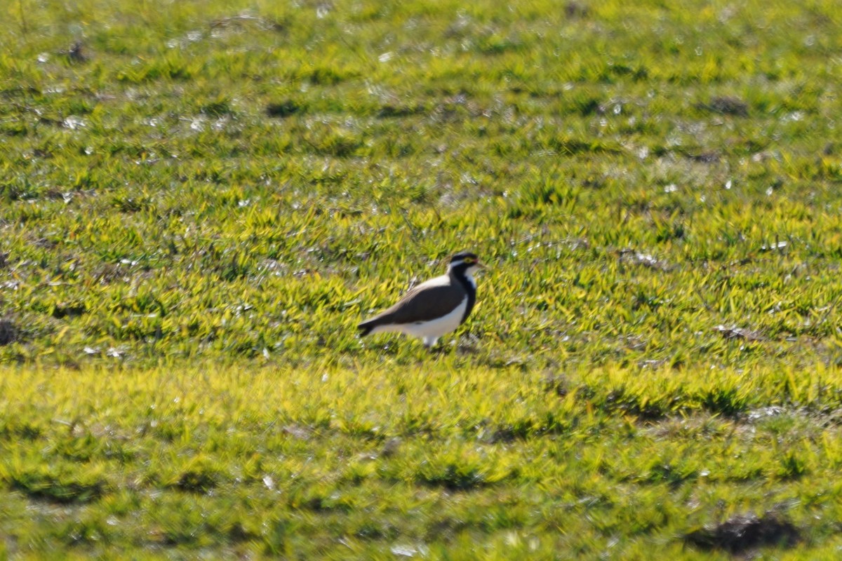 Banded Lapwing - ML613536817