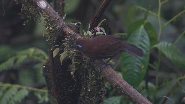  - Zeledon's Antbird