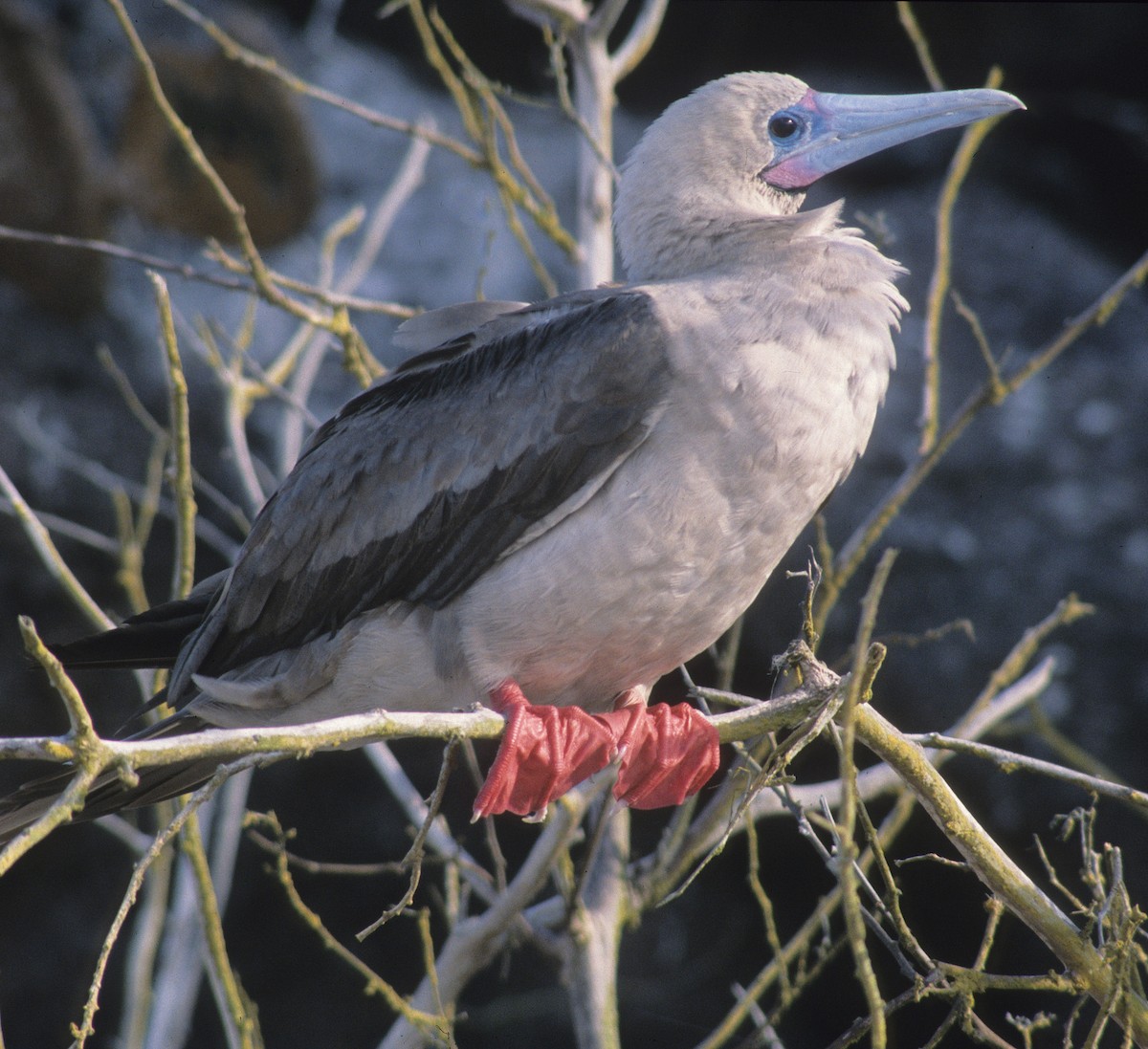Red-footed Booby - ML613536877