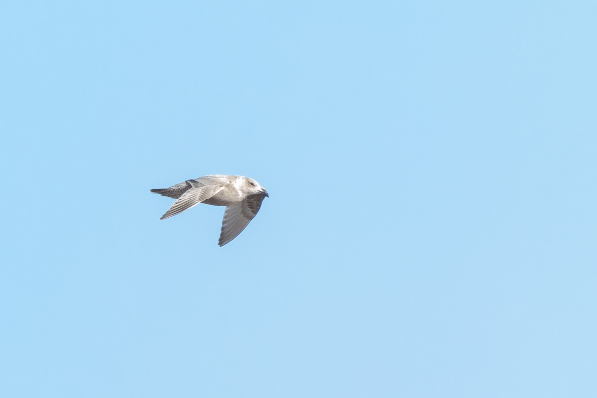 Iceland Gull (Thayer's) - Mike Andersen