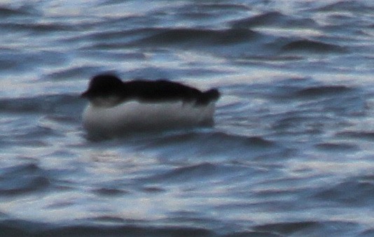 Thick-billed Murre - ML613536903