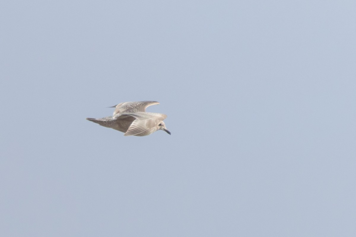 Iceland Gull (Thayer's) - Mike Andersen