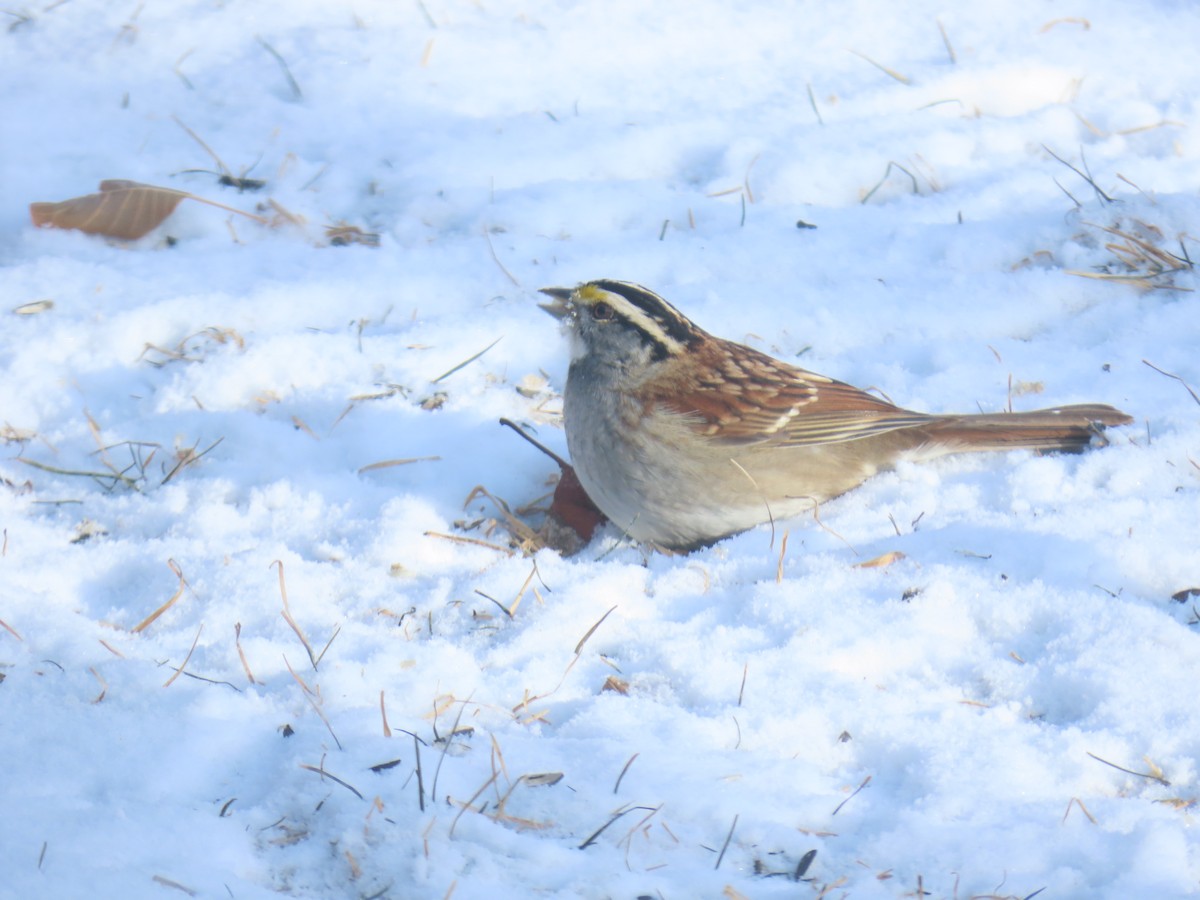 White-throated Sparrow - ML613536980