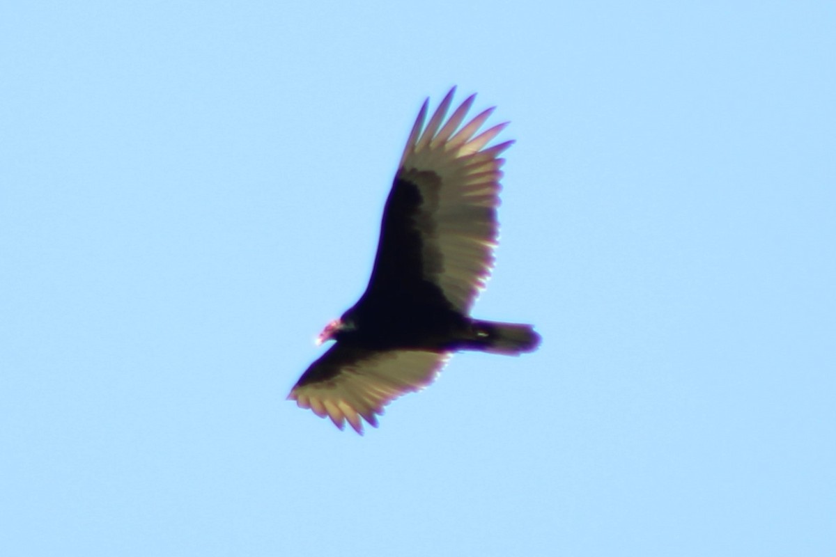 Turkey Vulture - ML613537017