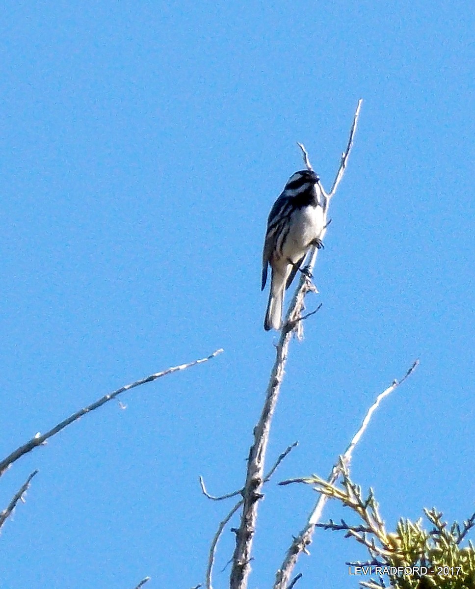 Black-throated Gray Warbler - ML613537028