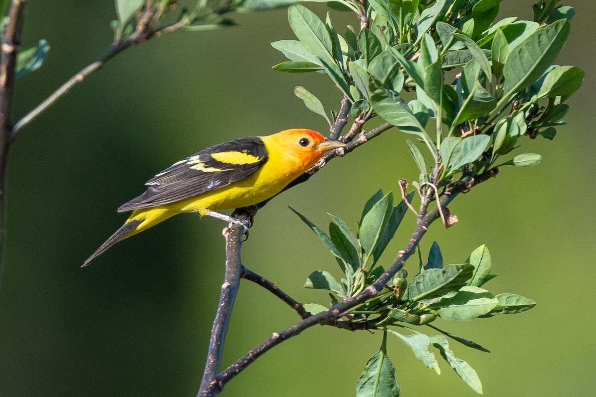 Western Tanager - ML613537036