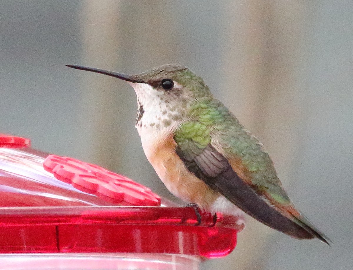 Rufous Hummingbird - ML613537195