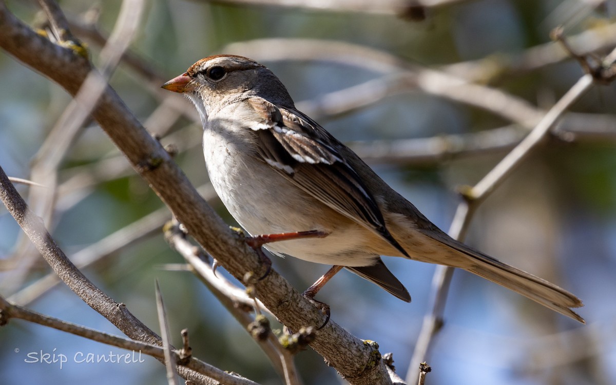 White-crowned Sparrow - ML613537449