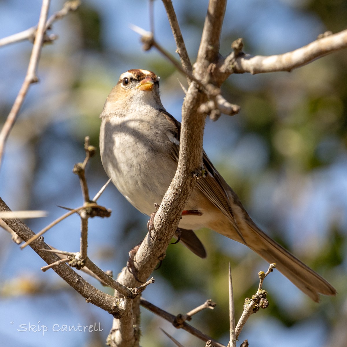 White-crowned Sparrow - ML613537450
