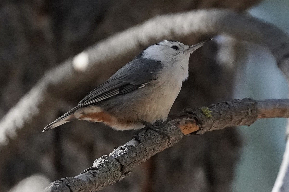 White-breasted Nuthatch - ML613537640