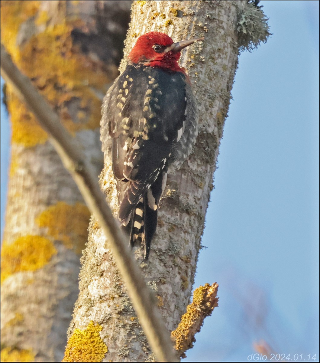 Red-breasted Sapsucker - ML613537750