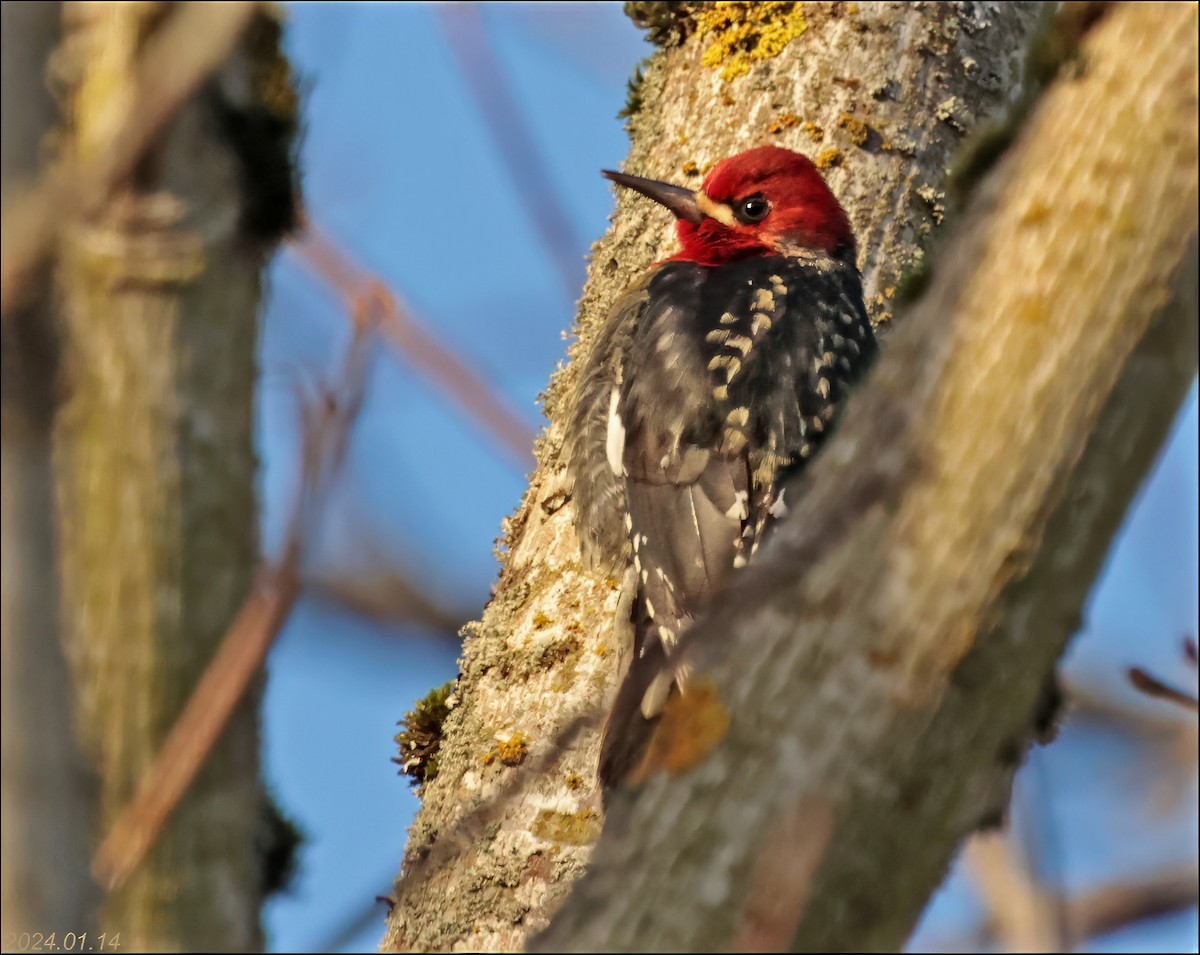 Red-breasted Sapsucker - ML613537769
