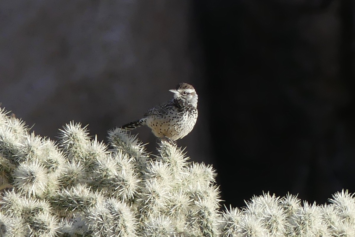 eBird Checklist 14 Jan 2024 Joshua Tree NPIndian Cove area 5