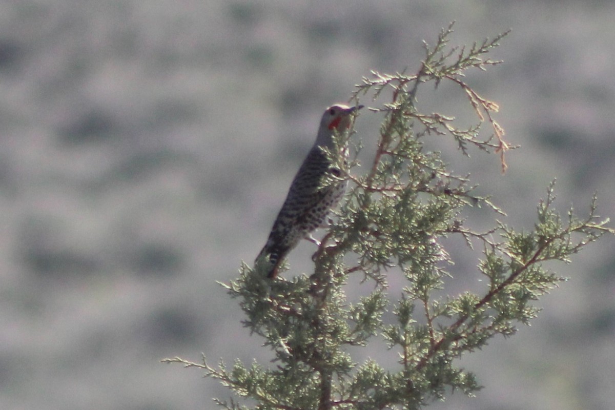 eBird Checklist - 13 May 2023 - Big Creek Road - 17 species