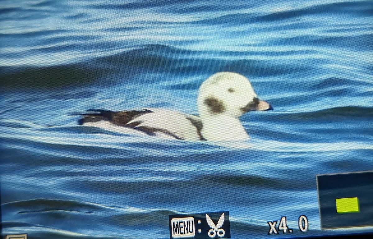 Long-tailed Duck - ML613538163