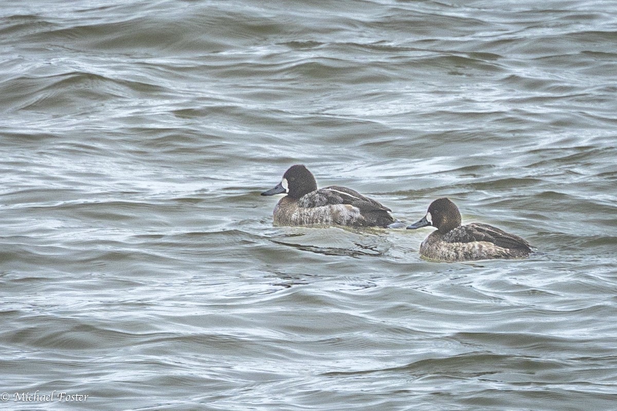 Greater Scaup - ML613538363