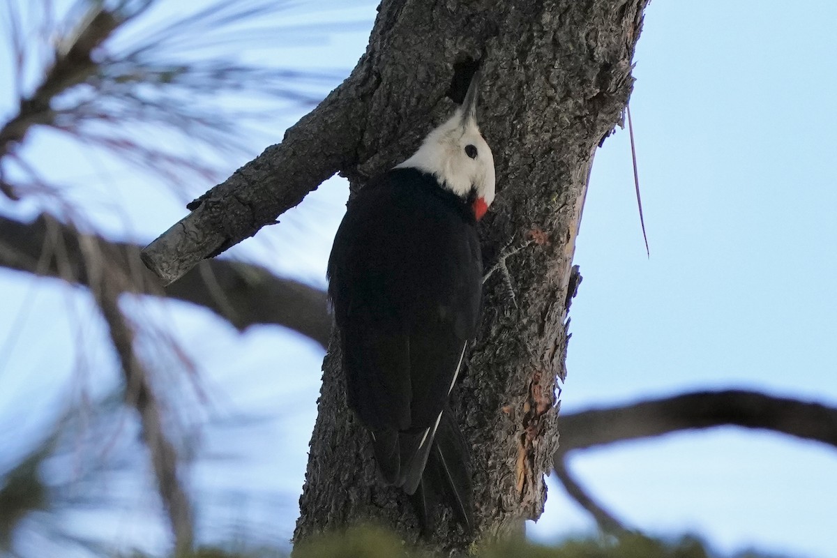 White-headed Woodpecker - ML613538374