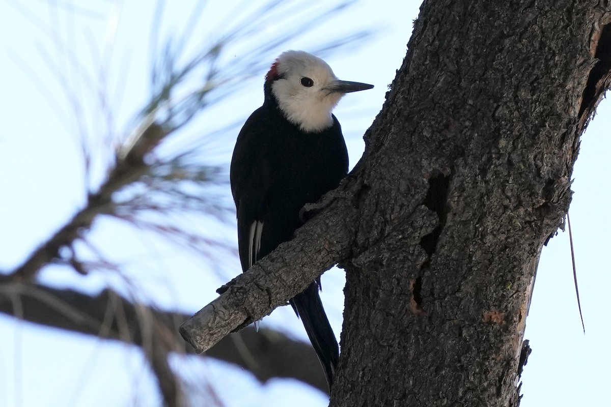 White-headed Woodpecker - ML613538375