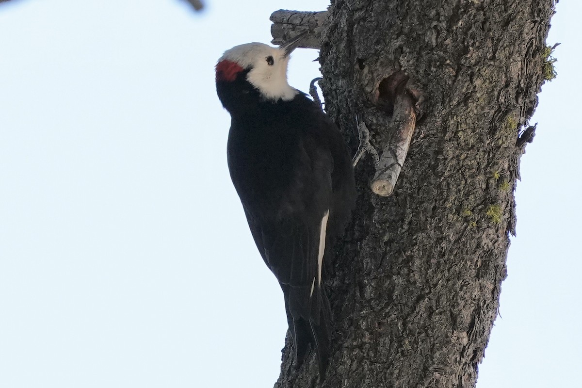 White-headed Woodpecker - ML613538376