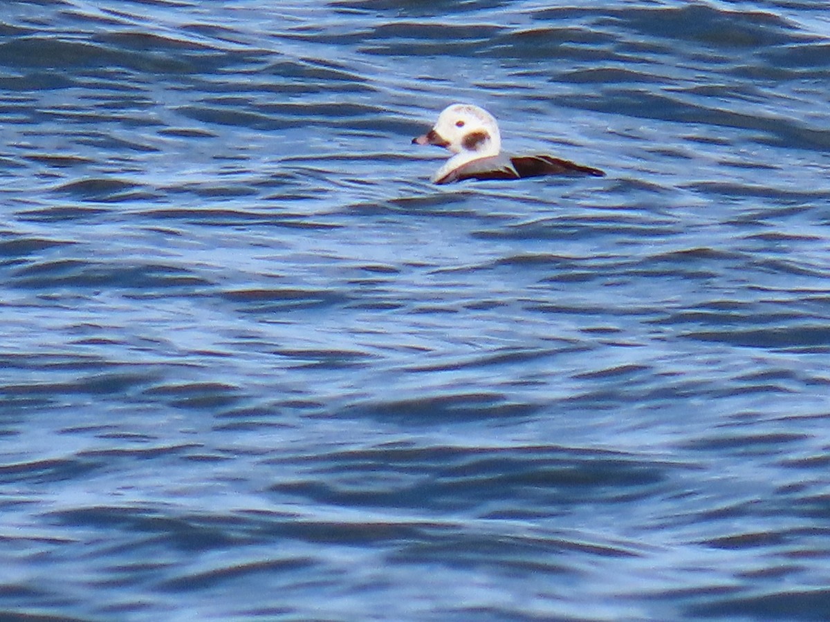 Long-tailed Duck - ML613538495