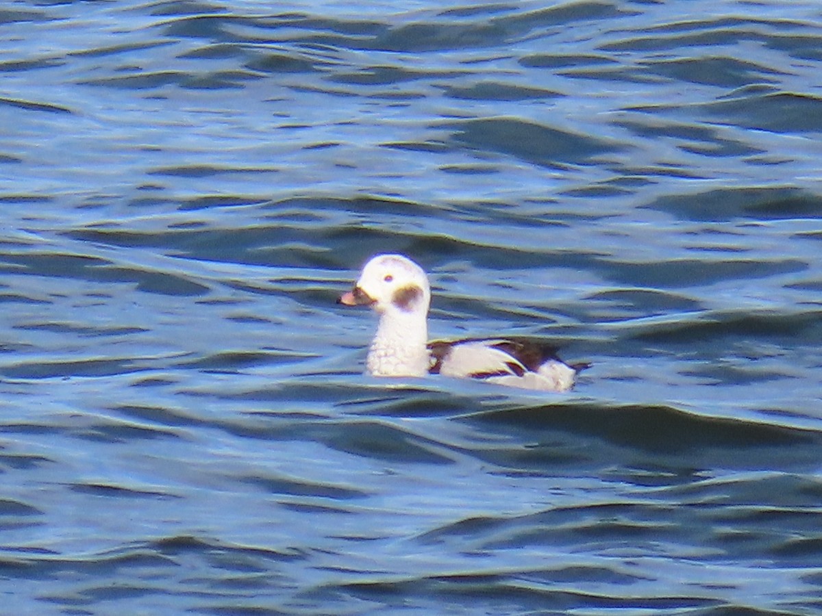 Long-tailed Duck - ML613538496
