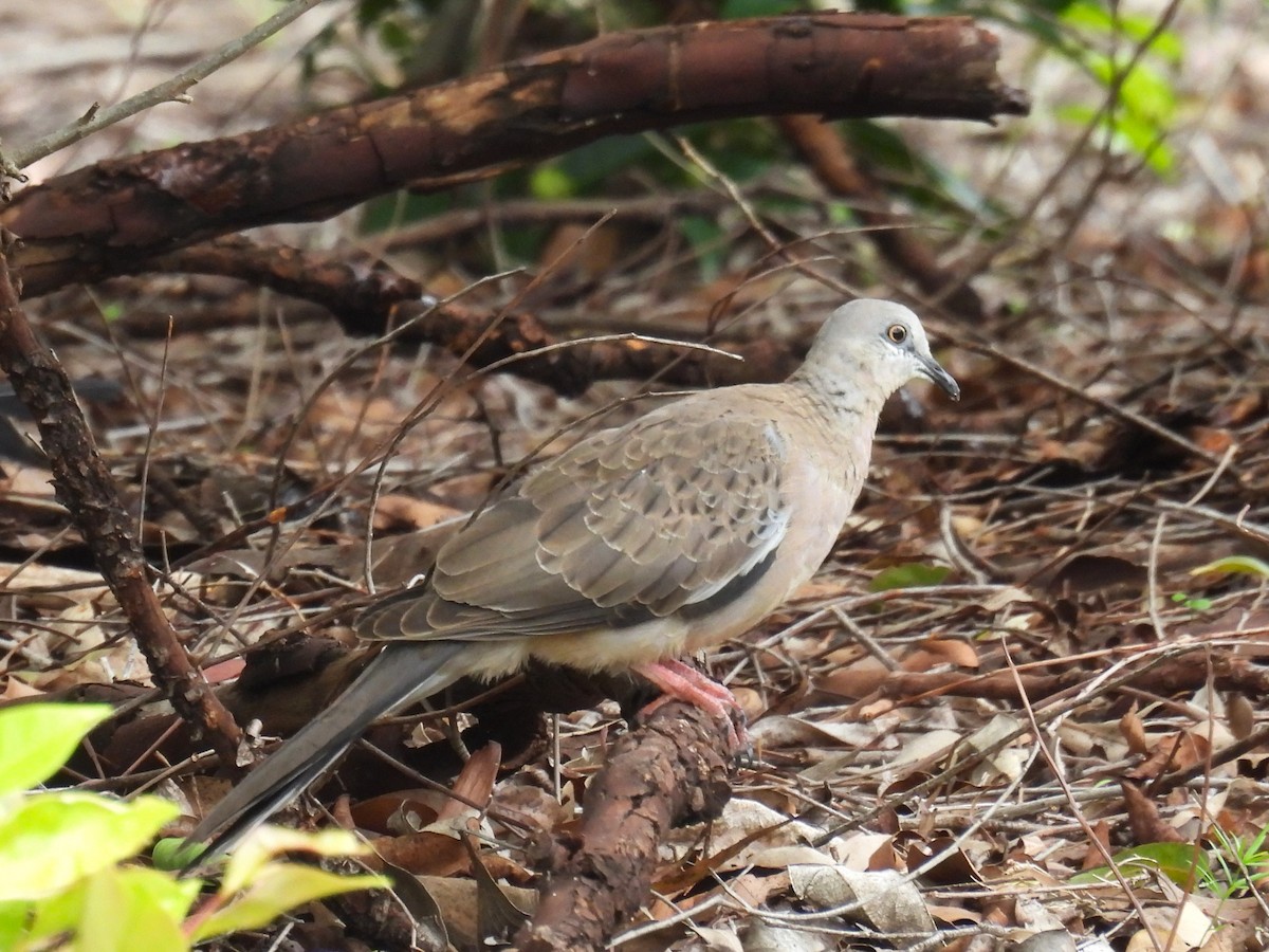 Spotted Dove - ML613538502