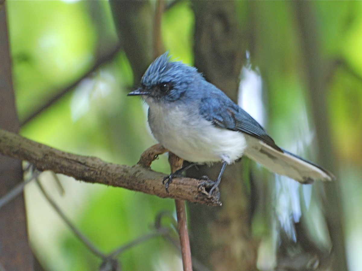 White-tailed Blue Flycatcher - ML613538583