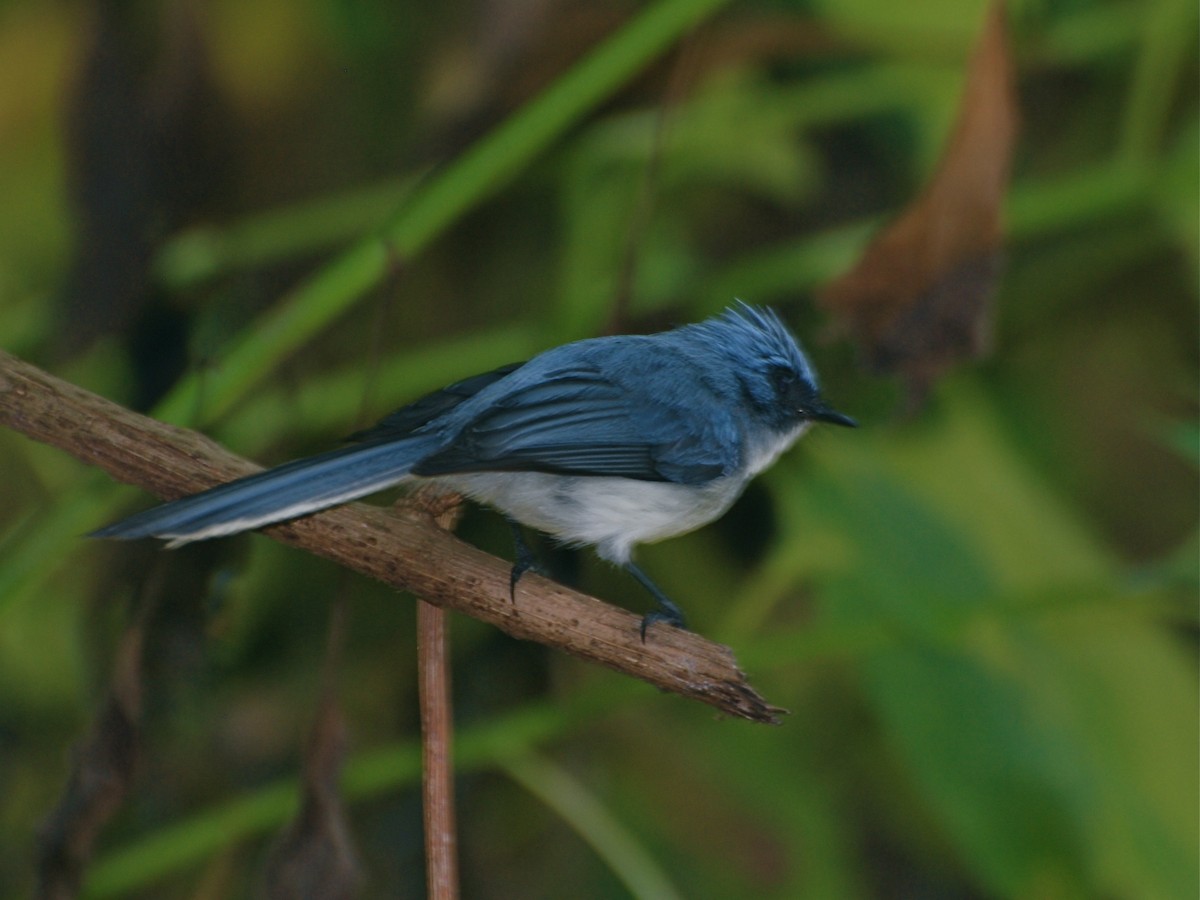 White-tailed Blue Flycatcher - ML613538584