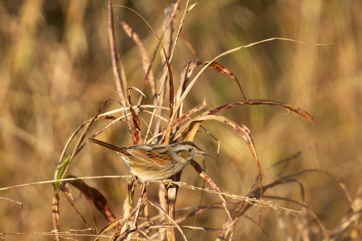Swamp Sparrow - ML613538868