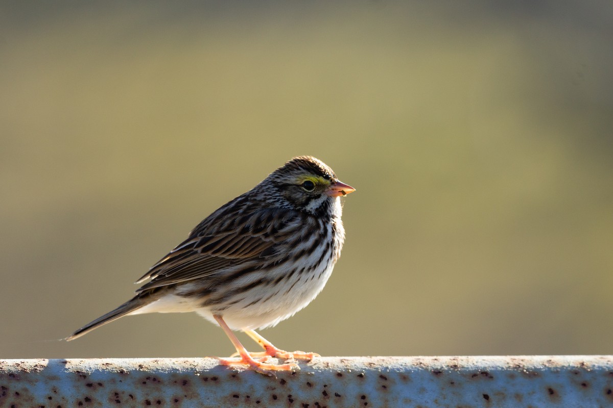 Savannah Sparrow - ML613538871