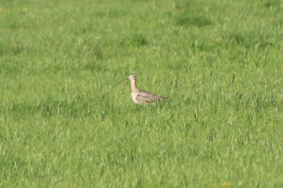 Long-billed Curlew - ML613538889