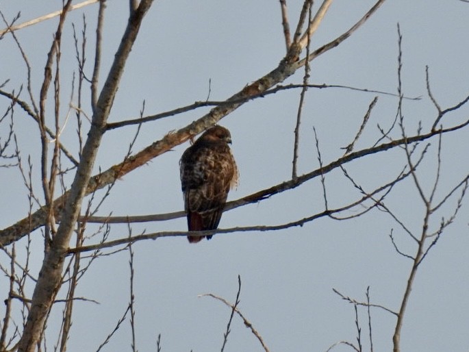 Red-tailed Hawk - ML613538906