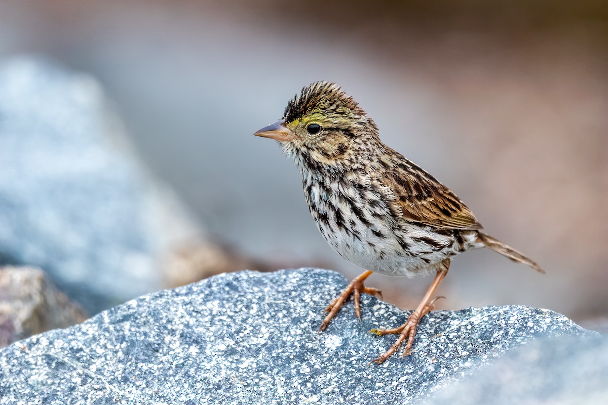 Savannah Sparrow (Belding's) - ML613539111
