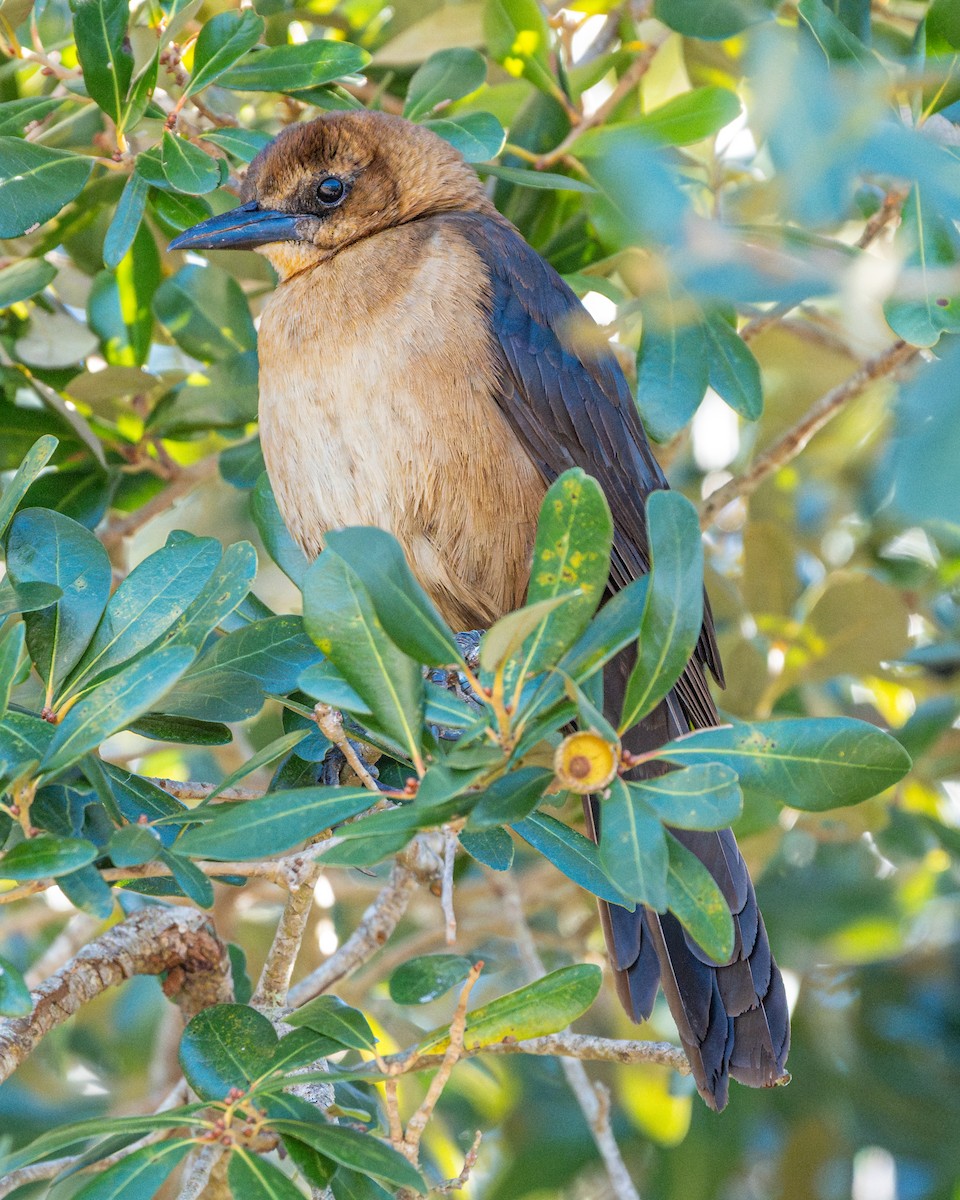 Boat-tailed Grackle - ML613539255
