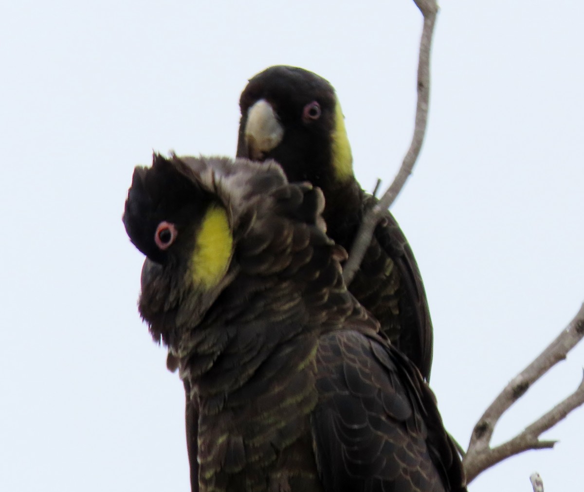 Yellow-tailed Black-Cockatoo - ML613539318