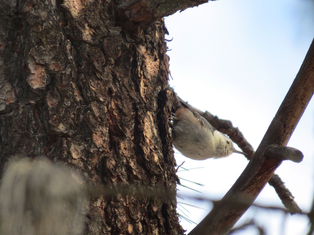 White-breasted Nuthatch - ML613539337