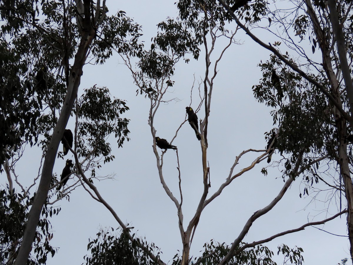 Yellow-tailed Black-Cockatoo - ML613539384
