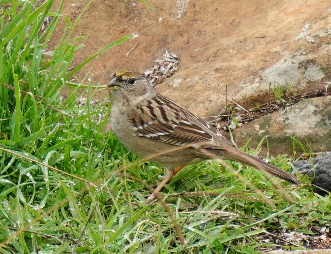 Golden-crowned Sparrow - ML613539406