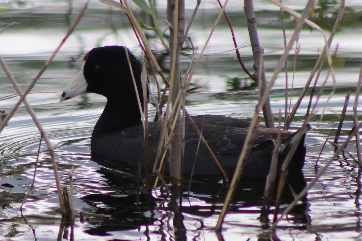 American Coot (Red-shielded) - ML613539569