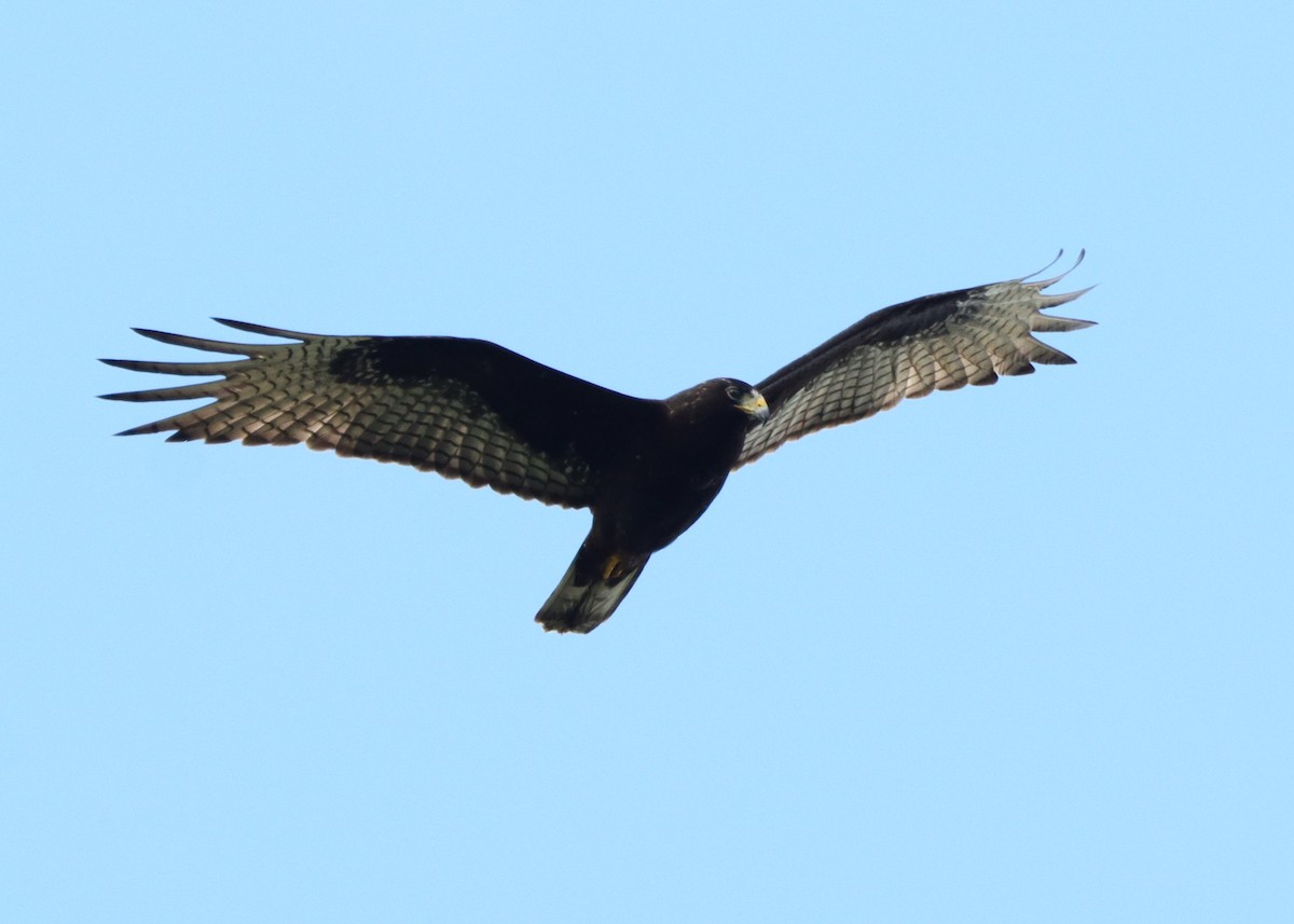 Zone-tailed Hawk - ML613539905