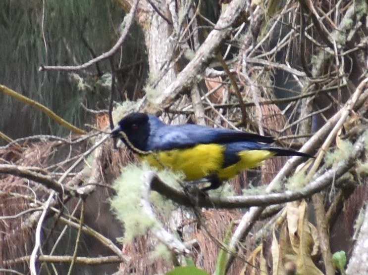 Hooded Mountain Tanager - Troy Blodgett