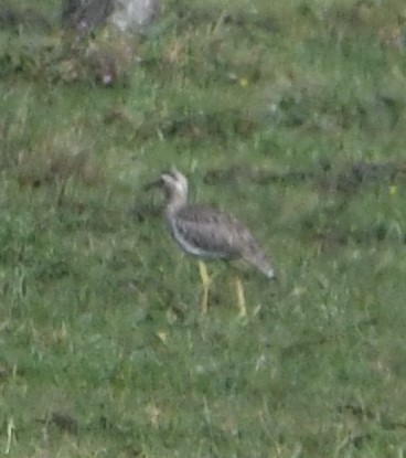Double-striped Thick-knee - ML613539917
