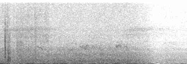 Fleckenbrust-Ameisenvogel - ML61354