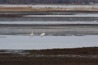 Tundra Swan, ML613540014